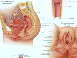 Buttfucking adalah yang terbaik Kawalan Kelahiran